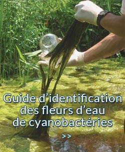 environnement guide cyanobacteries